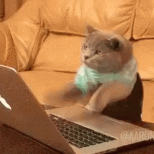 Een kat achter een laptop die heel snel aan het typen is. GIFje is puur decoratief.